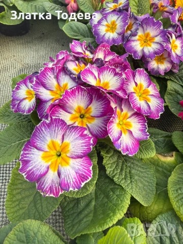 Зюмбюл, иглика, карамфил и др., снимка 9 - Градински цветя и растения - 53506898