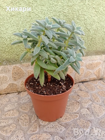 Красула Тенелли - Crassula mesembryanthemoides 'Tenelli  , снимка 3 - Стайни растения - 50303443