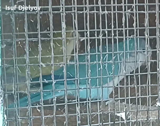 Монашески папагали Зрели 