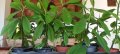 Каучукова палма-стайно цвете, снимка 1 - Стайни растения - 42569735