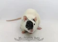 Декоративни плъхчета , снимка 7