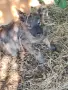 Търсят си дом! Безплатно!, снимка 5