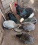 Пилета и яйца от Араукана, снимка 3