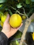 🍋🍋🍋Цитрус Лимон, снимка 3