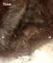 Нова Дамска Зимна Шапка от Естествен Косъм Норка, снимка 4