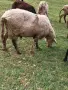 ПРОДАВАМ МЛАД КОЧ , снимка 2