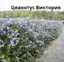 калифорнийски Люляк, снимка 1