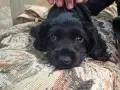 кокер шпаньол на 2 месеца момиченце, снимка 4