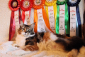 Мейн куун котенца от лицензиран развъдник, снимка 5