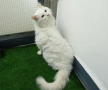 Подарявам бяло коте, снимка 2