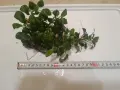 Анубиас аквариумни растения , снимка 6