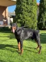 Доберман, снимка 5