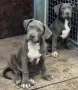 ТОП ЦЕНА!!!Американско були Хл American Bully Xl , снимка 2