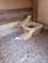 Декоративни гугутки Скумруци , снимка 1