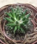 Алое Аристата / Aloe Aristata, снимка 8