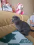 Шотландска клепоуха котка, снимка 6