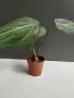 Филодендрон 'Глориозум Зебра' / Philodendron gloriosum zebra, снимка 7