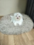 Мини малтийска болонка , снимка 1