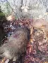 фокстериер ловно куче, снимка 6