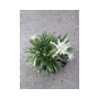 Leontopodium souliei Alpina White ЕДЕЛВАЙС, снимка 2