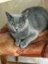Британски късокосмести котета, снимка 11