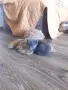 Малко котенце търси грижовни осиновители, снимка 8