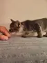 Подарявам 3 малки котета, снимка 1