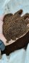 БиоТор от калифорнийски червей за разсад, снимка 1 - Тор и почвени смеси - 40274240