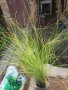 Карекс - Декоративна трева, снимка 13