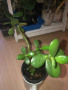 Crassula ovata 