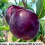 Слива - Анджелино Най едрия сорт сливи, снимка 1