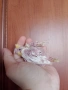 Бебе 1 папагал корела корели , снимка 1