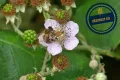 Висококачествени нови семена от хранителна Къпина без бодли Rubus rusticanus 50+ семена антиоксидант, снимка 8