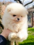 Померан, померанче, снимка 4