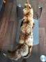 Лисича кожа, снимка 2