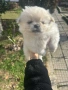Продавам пекинези, снимка 1