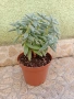 Красула Тенелли - Crassula mesembryanthemoides 'Tenelli  , снимка 3