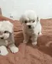 Малтипу момиченца, снимка 2