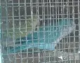 Монашески папагали Зрели , снимка 1