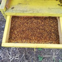 Пчелен прашец - 2024 година, снимка 6 - Пчелни продукти - 41354145