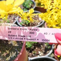 Берберис Ауреа, студоустойчив!!, снимка 9 - Градински цветя и растения - 40472889