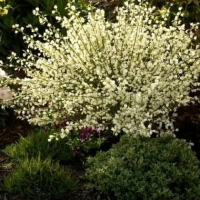 Цитизус - Налични 5 цвята , снимка 16 - Градински цветя и растения - 40810443