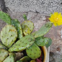 Кактуси, снимка 4 - Градински цветя и растения - 40808241