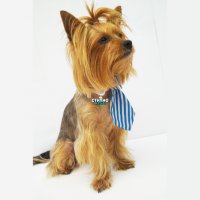 Вратовръзка за куче Официален костюм за куче Кучешки вратовръзки/папийонки Кучешка вратовръзка , снимка 14 - За кучета - 35995600