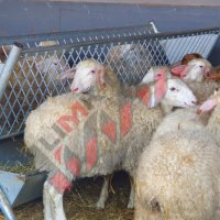 Хранилки/ясли за овце, снимка 11 - За селскостопански - 34655250