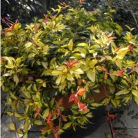 Азиатски Жасмин-(Триколор), снимка 2 - Градински цветя и растения - 41328544