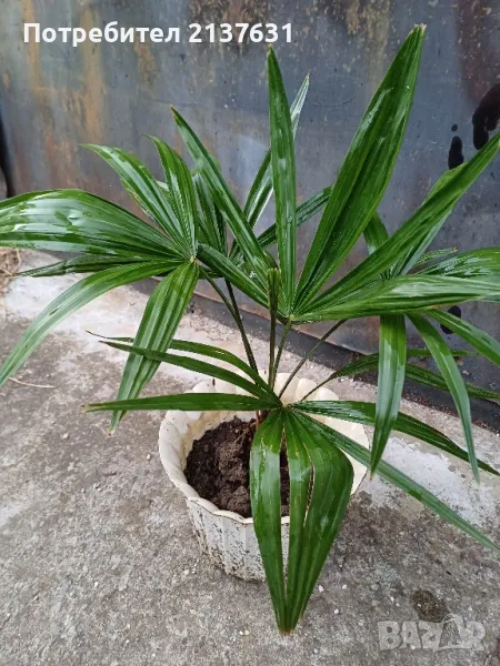 СТУДОУСТОЙЧИВА ПАЛМА ТРАХИКАРПУС , снимка 1