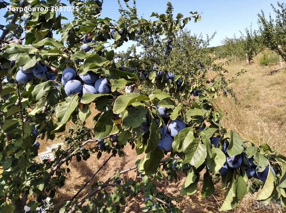 Продавам овощна градина, снимка 1