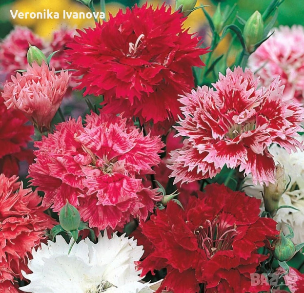 Многогодишен карамфил, снимка 1