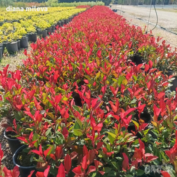 Фотиния Литъл Ред Робин, Photinia fr. Little Red Robin в Градински ...